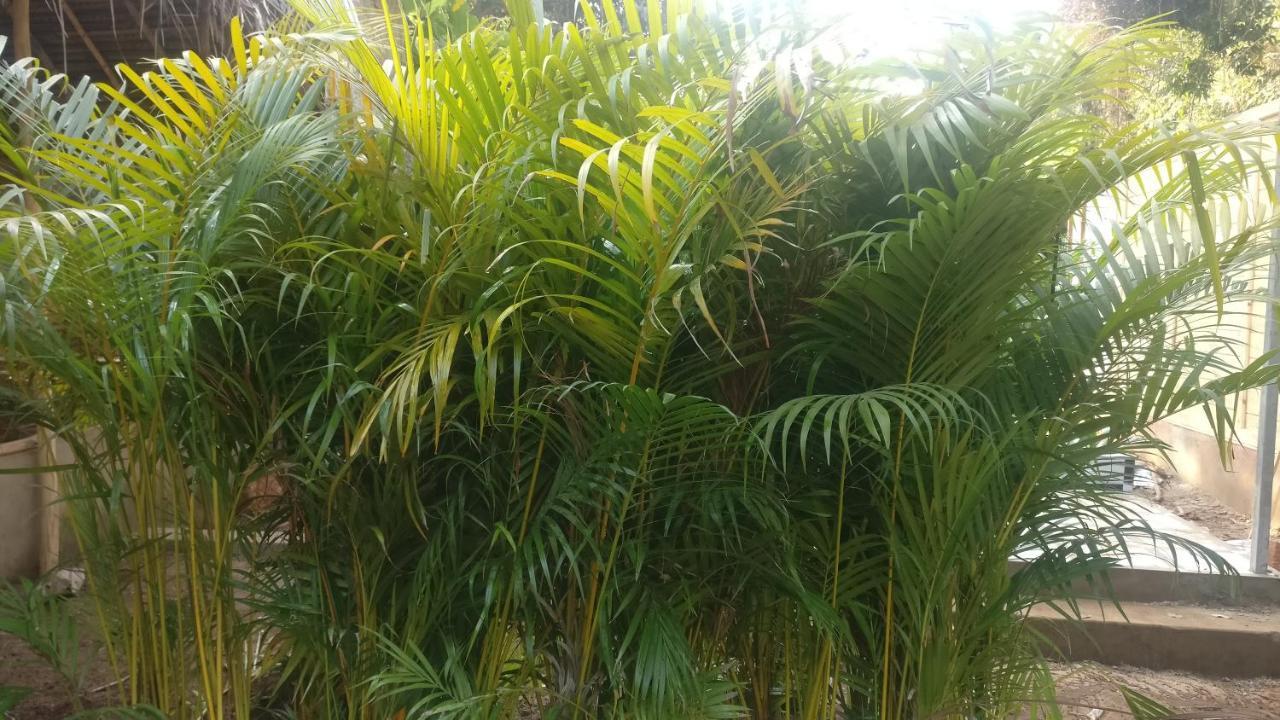 Kings Villa Resort 帕罗林 外观 照片